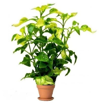 Alternanthera Ficoidea, Gold (small)