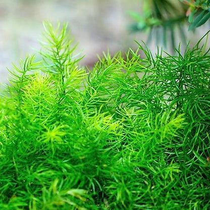 Asparagus sprengeri, Emerald feather, Emerald fern, Sprenger’s asparagus (small)