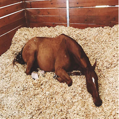 Pine Flakes, Shavings, Horse Bedding 14KG