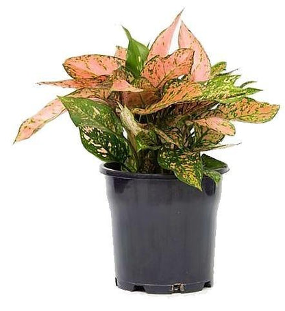 Aglonema sp, Lady Valentine Plant
