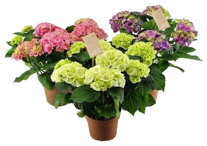 Hydrangea Plant (Mix)