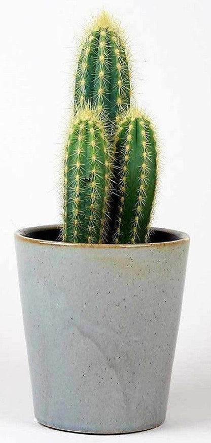 Echino Cactus