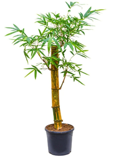 Bambusa vulgaris, Common Bamboo