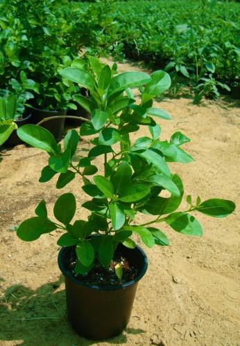 Clerodendrum inerme, Wild Jasmine