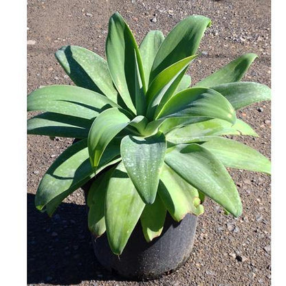 Agave Attenuata, Spineless Century Plant