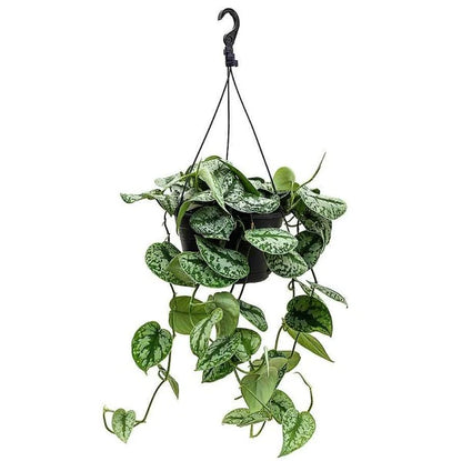 Satin Pothos Hanging Plant