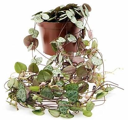String of Hearts Plant, Ceropegia Woodii