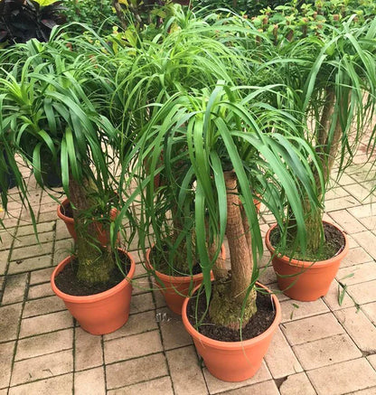 Elephant’s Foot, Beaucarnea Recurvata, Ponytail Palm