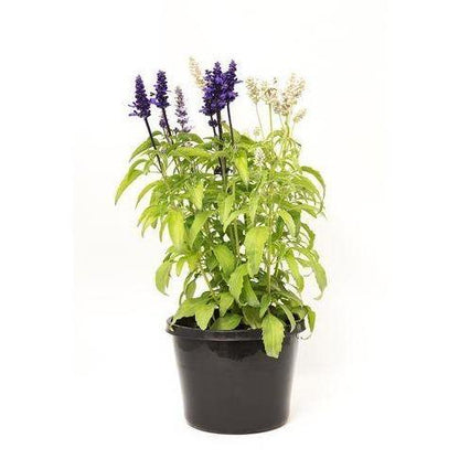 Sage of the diviners Plant (small)