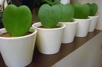 Lucky Heart, Hoya Kerrii