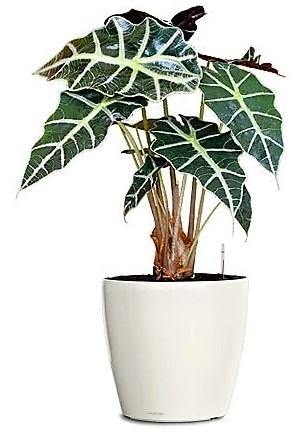 Alocasia Polly ,Elephant Ear, African Shield