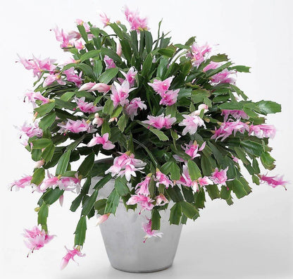 Christmas Cactus Plant