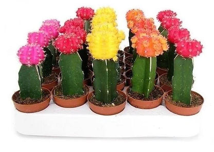 Gymnocalycium small 10-15cm