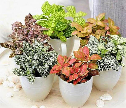 Fittonia , Nerve , Mosaic , Net Plant