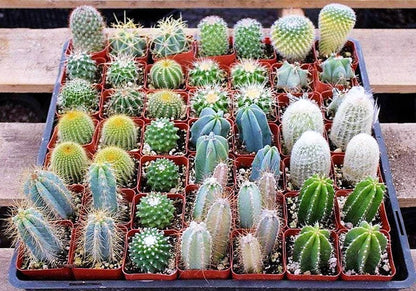 Ornamental Cactus Plant (Small)