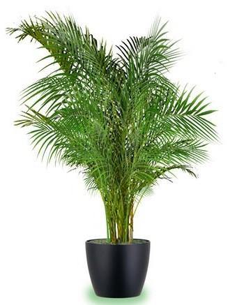 Areca Palm Plant - Indoor - Chrysalidocarpus lutescens
