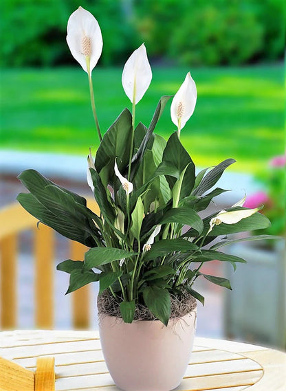 Peace Lily Plant - Spathiphyllum