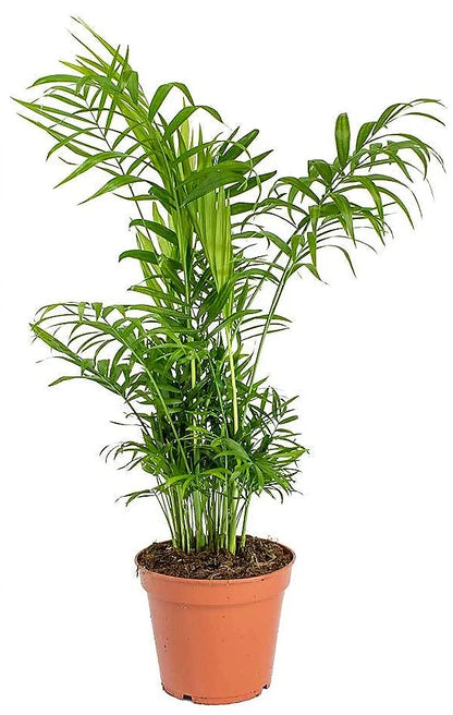 Parlour Palm - Bamboo Palm - Chamaedorea elegans