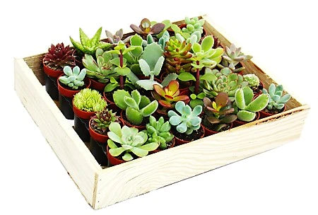 Mini succulents "Per Piece" Plant