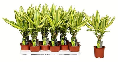 Dracaena Fragrans Yellow Coast Plant