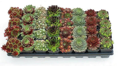 Hens & Chicks, Sempervivum, Houseleeks Mixed