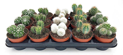 Cactus Plant Mix 6 - 10 cm