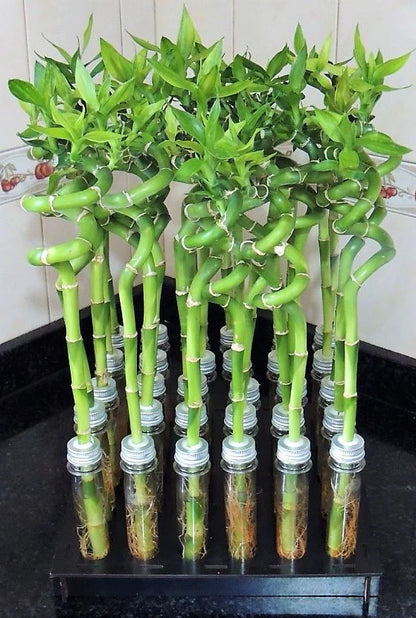 Lucky Bamboo Plant - Dracaena Sanderiana