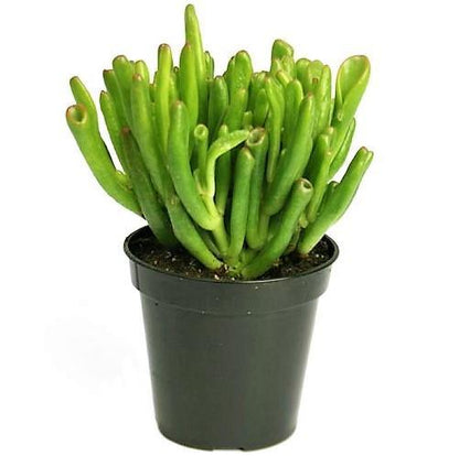 Crassula Ovata, Hobbit Plant