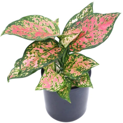 Aglaonema Red Valentine Plant