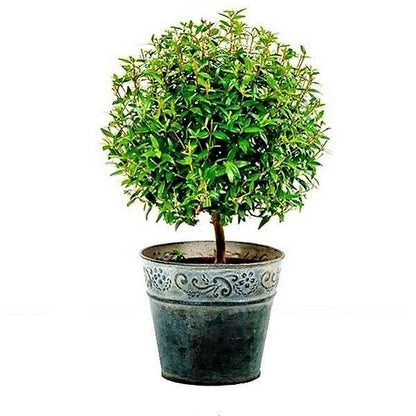 ‎Myrtle, Myrtus Communis