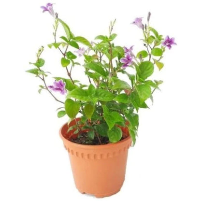 Asystasia Gangetica, Chinese Violet