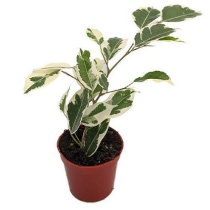 Asystasia Gangetica, Chinese Violet