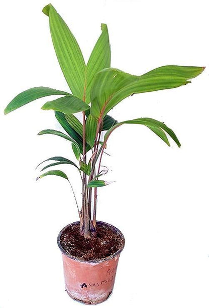 Carpentaria Palm, Carpentaria Acuminata