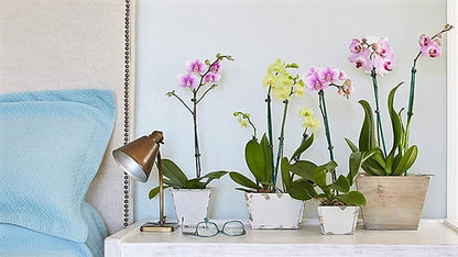 Moth Orchids Plant - Phalaenopsis orchids