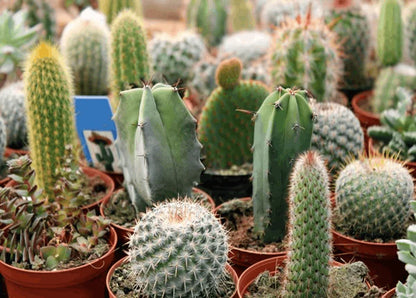 Ornamental Cactus Plant