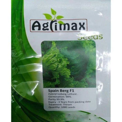 Spain Berg F1 Iceberg Lettuce Premium Quality Seeds