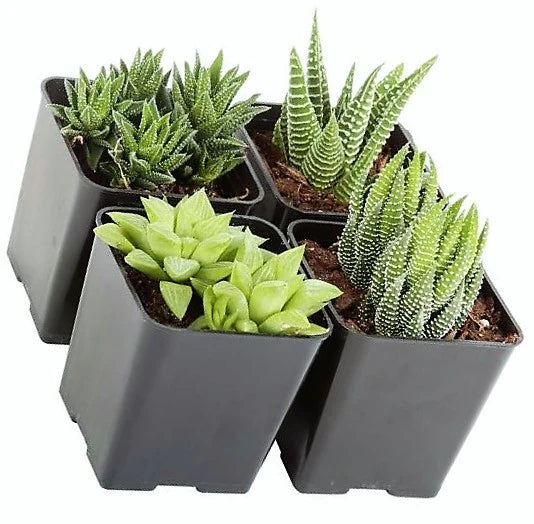 Mini succulents Haworthia