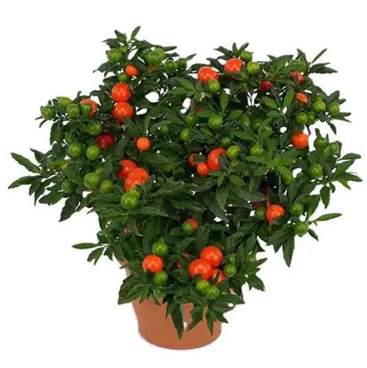 Jerusalem cherry, Solanum pseudocapsicum