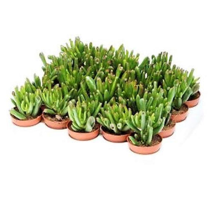 Crassula Ovata, Hobbit Plant