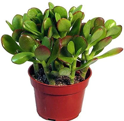 Money Tree - Dollar Plant - Jade Plant - Jade Tree