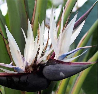 Bird of Paradise Plant, Strelitzia Nicolai