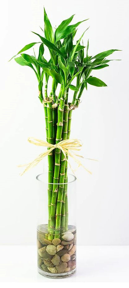 Lucky Bamboo Plant - Dracaena Sanderiana