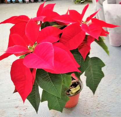 Euphorbia Pulcherrima (Titan Red), Poinsettia Plant
