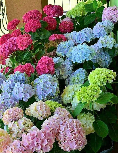 Hydrangea Plant (Mix)