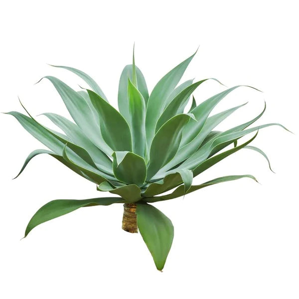 Agave Attenuata, Spineless Century Plant