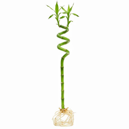 Lucky Bamboo Plant - Dracaena Sanderiana