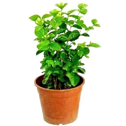Clerodendrum inerme, Wild Jasmine