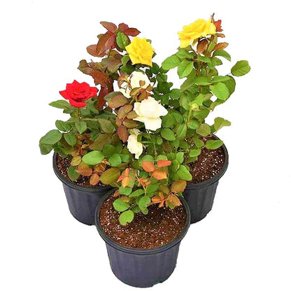 Rose Plant Outdoor