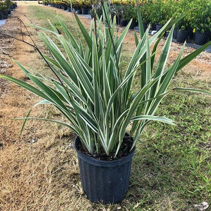 Dianella Tasmanica, Variegata, Tasman Flax-lily