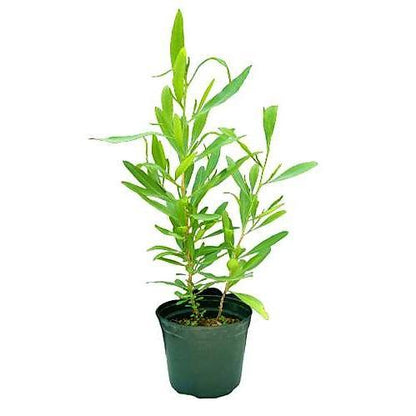 Dodonaea Viscosa, Hopbush